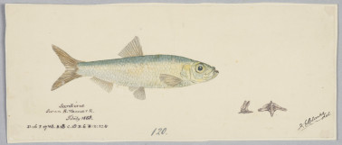 A 19th c. drawing of a little pilchard